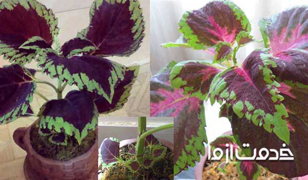 سوختن نوک برگ گیاه حسن یوسف